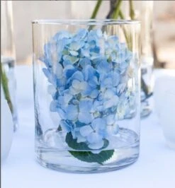 Eastland Wide Cylinder Vase 6" X 8" Set Of 2 5 Eastland Wide Cylinder Vase 6" X 8" Set Of 2 -Comme Des Garcons Store 2555 13bf0ed6 fbb8 40d3 9602 8419501e5df9