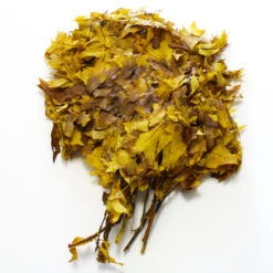 Preserved Oak Branches Golden Browntone 5 Preserved Oak Branches Golden Browntone -Comme Des Garcons Store 40099901801 2391 2