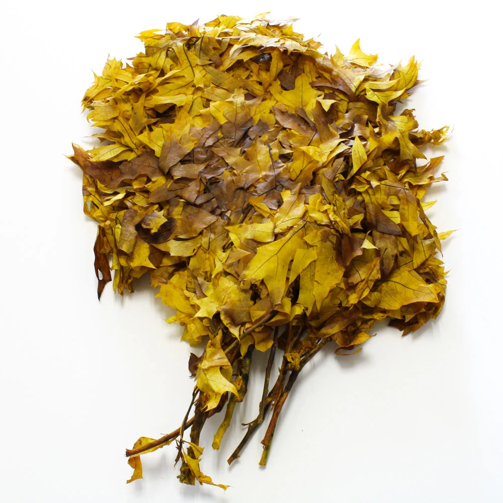 Preserved Oak Branches Golden Browntone 3 Preserved Oak Branches Golden Browntone - Image 3