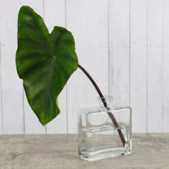 Clear Glass Matic 8.5 Ounce Bottles Set Of 12