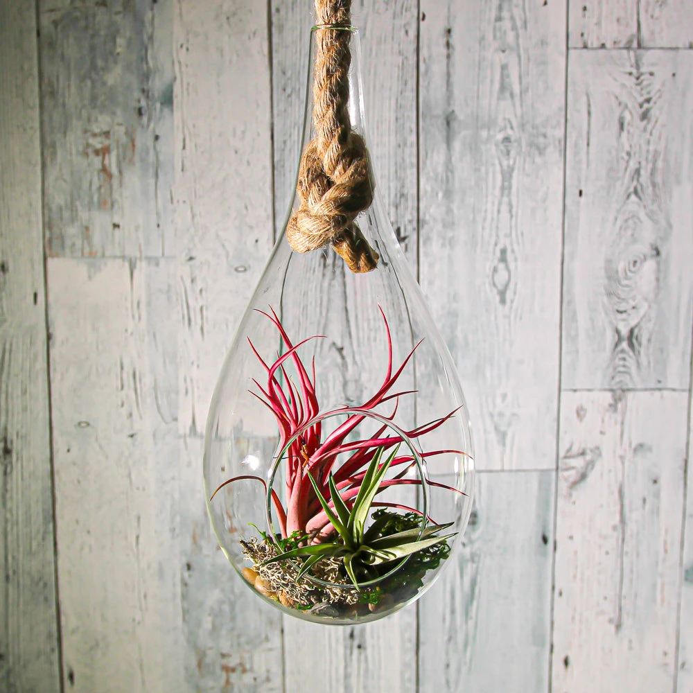Richland Hanging Teardrop Terrarium With Rope 6" X 11" 2 Richland Hanging Teardrop Terrarium With Rope 6" X 11" - Image 2