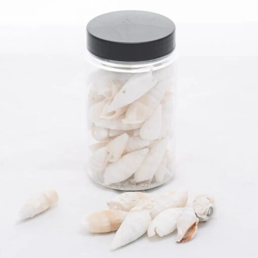 Richland Conch Shell Vase Filler Set Of 12