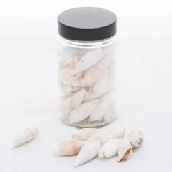 Richland Conch Shell Vase Filler Set Of 24