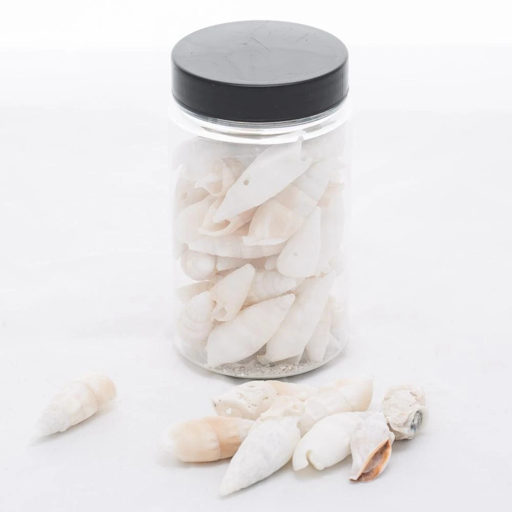 Richland Conch Shell Vase Filler Set Of 24 1 Richland Conch Shell Vase Filler Set Of 24