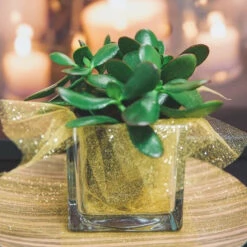 Richland Square Glass Cube Vase 4" Set Of 12 5 Richland Square Glass Cube Vase 4" Set Of 12 -Comme Des Garcons Store 967a0138 2 2
