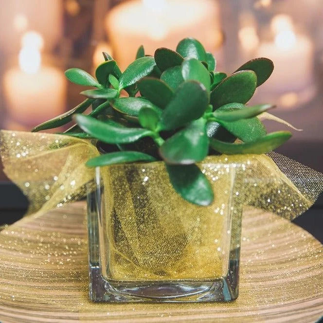 Richland Square Glass Cube Vase 4" Set Of 12 3 Richland Square Glass Cube Vase 4" Set Of 12 - Image 3