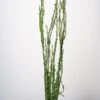 Moss Covered 48"-52" Coastal Range Natural Branches Bundle Of 3