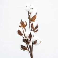 Richland Cotton Stalk 26" Set Of 24