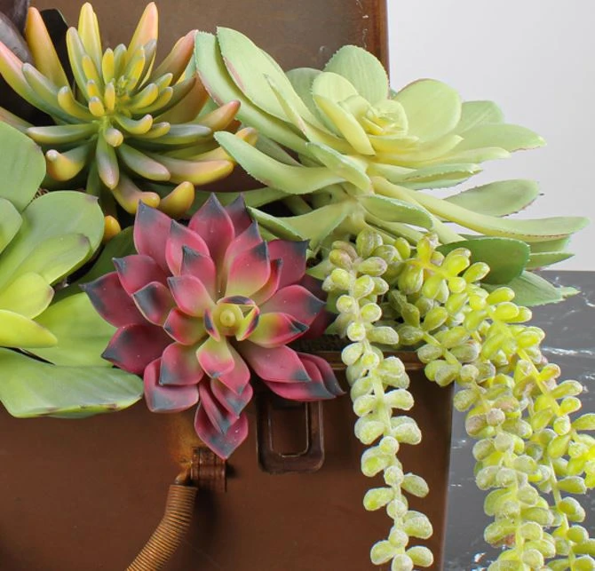 Large Bright Green Echeveria Stem Succulent 9" Wide 3 Large Bright Green Echeveria Stem Succulent 9" Wide - Image 3