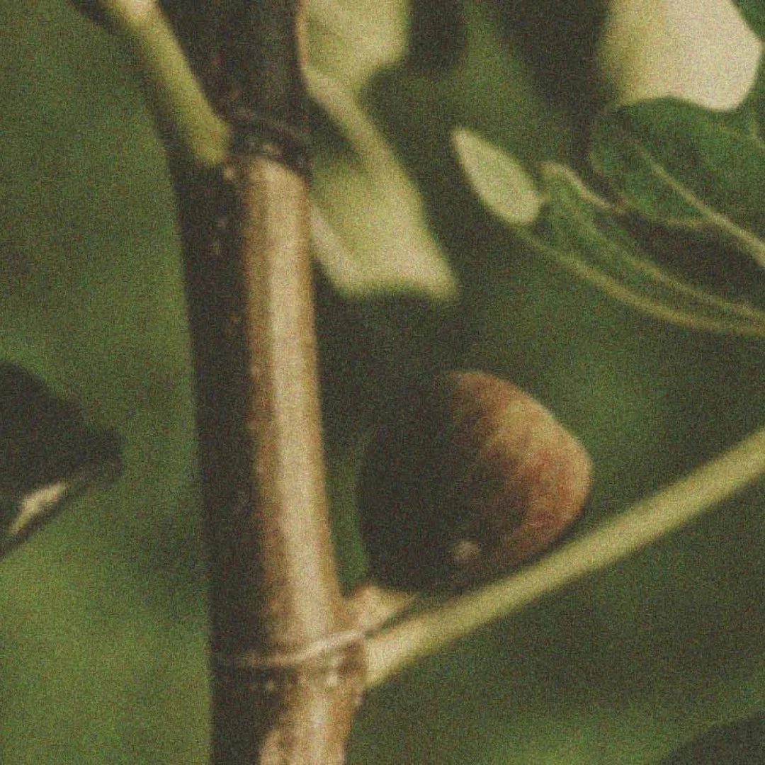 Eros Fig 4 Eros Fig - Image 4