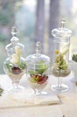 Set Of 3 Small Apothecary Jars 9, 12, & 13.5"
