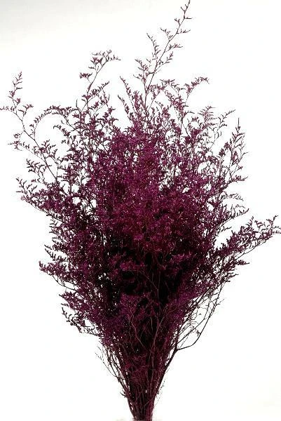 Preserved Dyed Caspia 8oz Merlot 1 Preserved Dyed Caspia 8oz Merlot