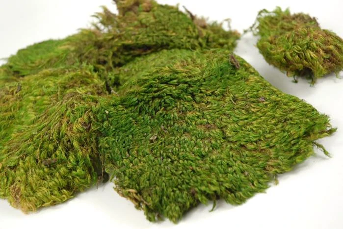 Natural Mood Moss 480 Cubic In 2 Natural Mood Moss 480 Cubic In - Image 2