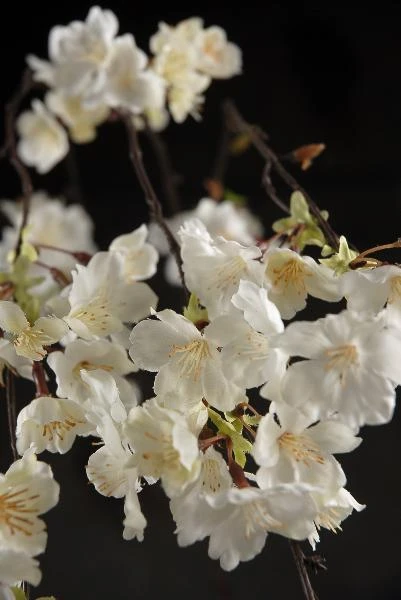 Hanging Cherry Blossom Branch White Silk Artificial 58" 2 Hanging Cherry Blossom Branch White Silk Artificial 58" - Image 2