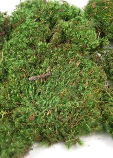 Mood Moss 4 Lbs 1" Thick Natural 1 Mood Moss 4 Lbs 1" Thick Natural