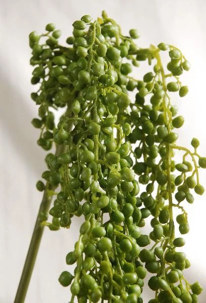 String Of Pearls Succulent Garland 4ft 2 String Of Pearls Succulent Garland 4ft - Image 2