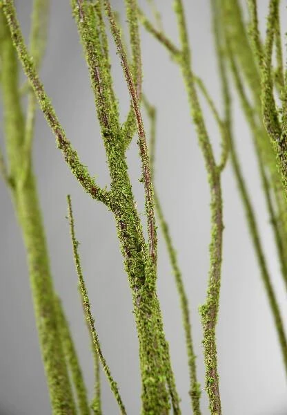 Birch Tree Branch Bundle Moss Coated 4ft 1 Birch Tree Branch Bundle Moss Coated 4ft