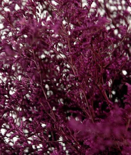 Preserved Dyed Caspia 8oz Merlot 2 Preserved Dyed Caspia 8oz Merlot - Image 2