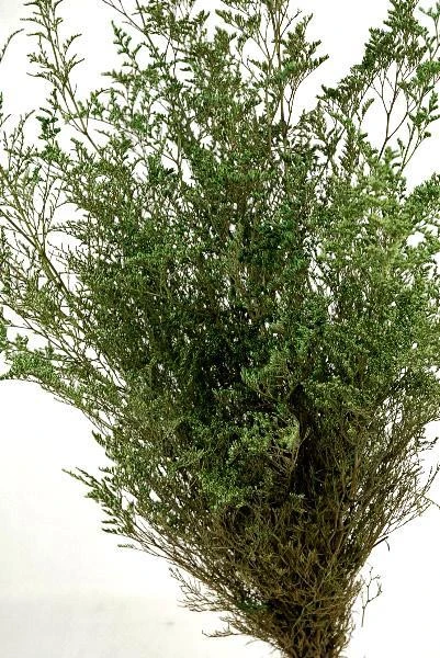 Preserved Dyed Caspia 8oz Olive Green 1 Preserved Dyed Caspia 8oz Olive Green