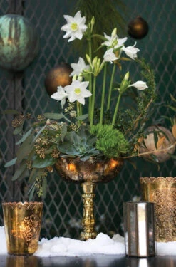 Desiray Glass Compote 9.5" Gold 7 Desiray Glass Compote 9.5" Gold -Comme Des Garcons Store cb1c8c2f 34fc 41f7 9123 78b77231e904