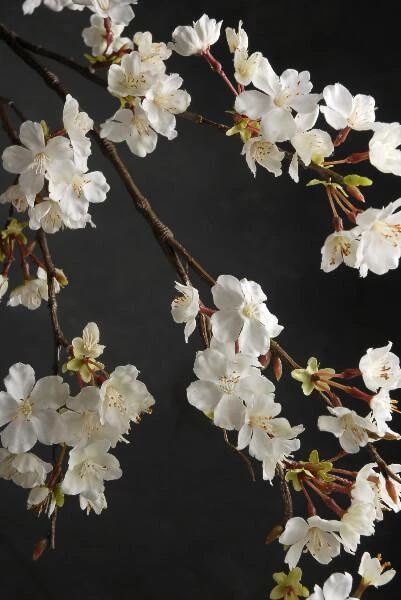 Cherry Blossom Branch 42in White Flower 1 Cherry Blossom Branch 42in White Flower