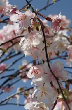 Hanging Silk Cherry Blossom Branch Pink Silk Artificial 58"