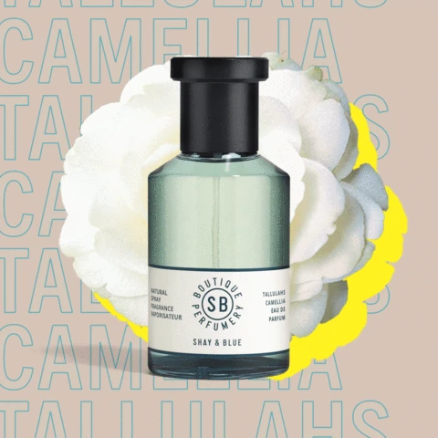 Tallulahs Camellia 1 Tallulahs Camellia