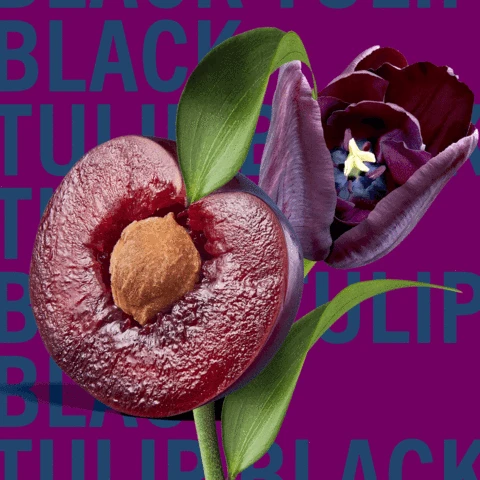 Black Tulip 6 Black Tulip - Image 6