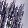 Natural Dried Lavender 20 Inch, 120 Stems