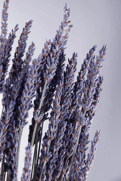 Natural Dried Lavender 20 Inch, 120 Stems 1 Natural Dried Lavender 20 Inch, 120 Stems