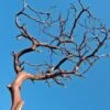Manzanita Branch Red Bark 12" Natural