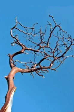 Manzanita Branch Red Bark 12" Natural