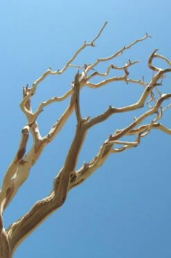 Manzanita Branch Sanded 21-38" Natural