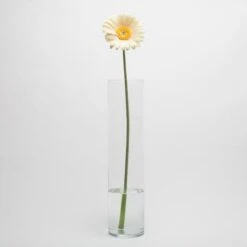 Richland Yellow Gerbera Daisy 24" Set Of 24 5 Richland Yellow Gerbera Daisy 24" Set Of 24 -Comme Des Garcons Store mg 3947