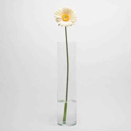 Richland Yellow Gerbera Daisy 24" Set Of 24 3 Richland Yellow Gerbera Daisy 24" Set Of 24 - Image 3