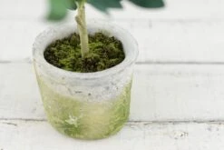 Mini Olive Tree 12in 5 Mini Olive Tree 12in -Comme Des Garcons Store mini olive tree 12 3