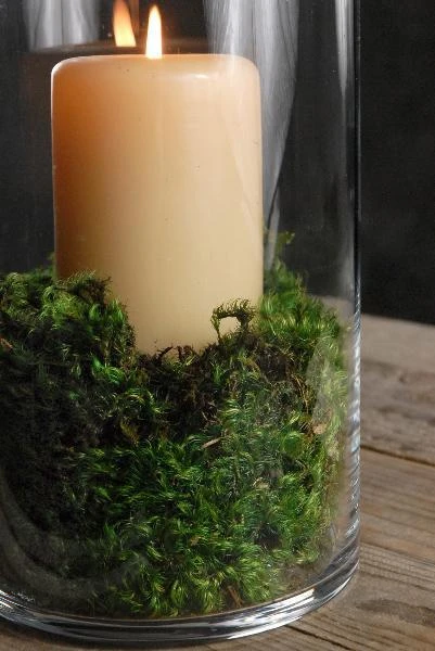Mood Moss 4 Lbs 1" Thick Natural 2 Mood Moss 4 Lbs 1" Thick Natural - Image 2