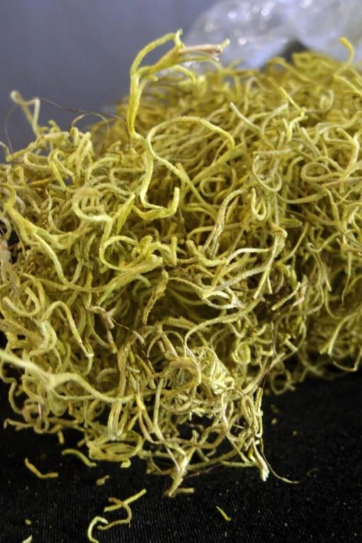 Chartreuse Spanish Moss 1 Lb / 700 Cubic In.