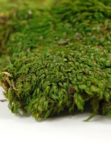 Natural Mood Moss 480 Cubic In 1 Natural Mood Moss 480 Cubic In