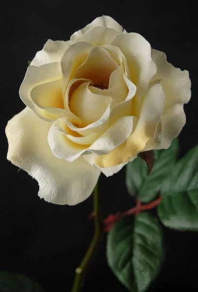 Set Of 12 Cream White Silk Roses 23" 2 Set Of 12 Cream White Silk Roses 23" - Image 2