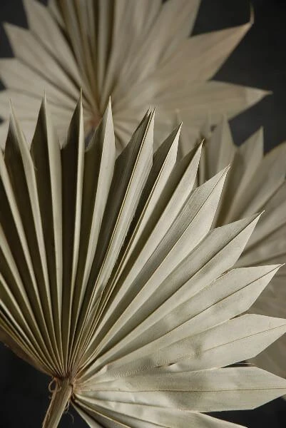 Natural Palm Leaf Fans Dried Pack Of 5 2 Natural Palm Leaf Fans Dried Pack Of 5 - Image 2
