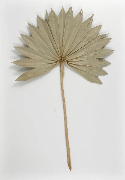 Natural Palm Leaf Fans Dried Pack Of 5 1 Natural Palm Leaf Fans Dried Pack Of 5