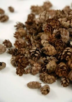 Pine Cones Hemlock 3qrts 1000 Cones