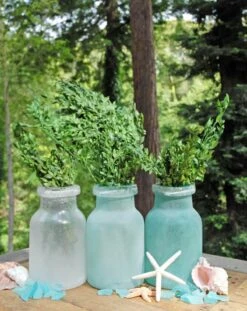 Preserved Boxwood Bundle In Natural Green 5oz. 5 Preserved Boxwood Bundle In Natural Green 5oz. -Comme Des Garcons Store preserved boxwood bundle 5 2