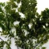 Preserved Fern 5-6 Stems Lutti Adianthum