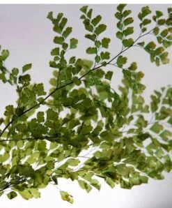 Preserved Fern 5-6 Stems Lutti Adianthum 5 Preserved Fern 5-6 Stems Lutti Adianthum -Comme Des Garcons Store preserved ferns luthi adianthum 10 5 6 stems 5