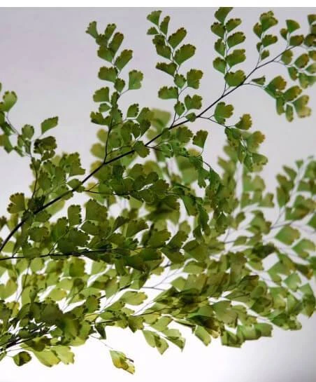 Preserved Fern 5-6 Stems Lutti Adianthum 3 Preserved Fern 5-6 Stems Lutti Adianthum - Image 3