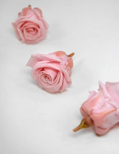 Preserved Roses (15 Rose Heads) 1 Inch Pink 2 Preserved Roses (15 Rose Heads) 1 Inch Pink - Image 2