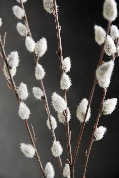 12 Artificial Pussy Willow Branches 31 In. 3 12 Artificial Pussy Willow Branches 31 In. - Image 3