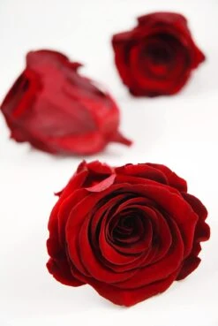 Preserved Roses Red 2.5in (6 Rose Heads)